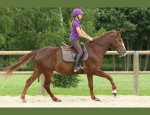 HARAS DU BOIS MARIE 49260