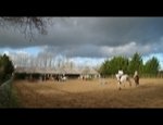 CENTRE EQUESTRE DES CHABOISSIERES 44330