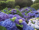 LES HORTENSIAS DU HAUT BOIS 56800
