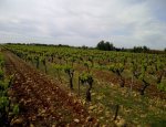 DOMAINE DES ROMARINS 30390