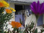 CENTRE EQUESTRE D'AVIGNON Avignon