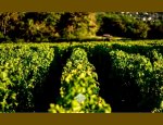 DOMAINE SAUMAIZE-MICHELIN 71960