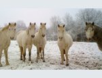 Photo LES ECURIE D'AMBUR