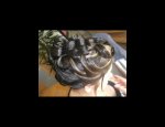 ANGIE COIFFURE 67116
