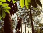 FORET ADRENALINE RENNES Rennes